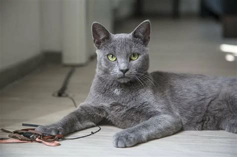 Silver Cat Breeds That Look Absolutely Gorgeous
