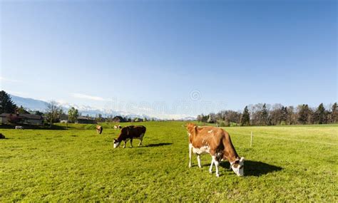 Animal Husbandry In Switzerland Stock Image Image Of Nature Herd
