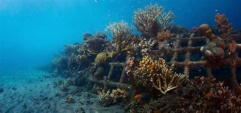 Coral Reef Restoration The Biorock Project Tfh Magazine