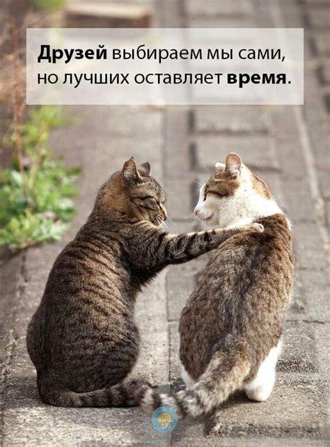 Пин от пользователя Ирина Прохорова на доске Мудрость Красивые кошки