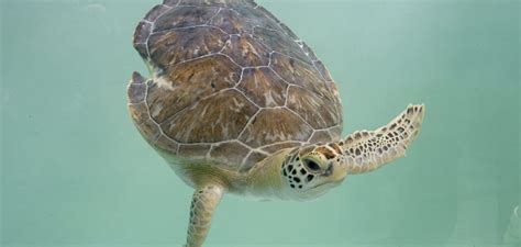 Green Sea Turtle · Tennessee Aquarium