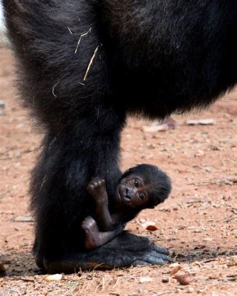 Baby Gorilla Born At Zoo Atlanta Atlanta Ga Patch