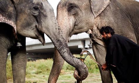 Meet The Last Of India S Elephant Keepers The Week