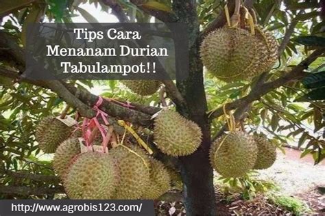 Disini saya kongsikan cara yang betul untuk tanam anak pokok. Tips Cara Menanam Durian Tabulampot!! | Pusat Informasi ...