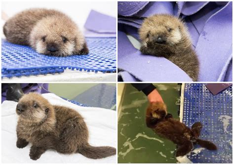 Update Orphaned Sea Otter Pup Found In San Mateo County Reaching Milestones Everyday
