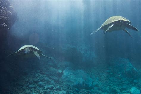 Maui Sea Turtles Farewell Photograph By Don Mcgillis