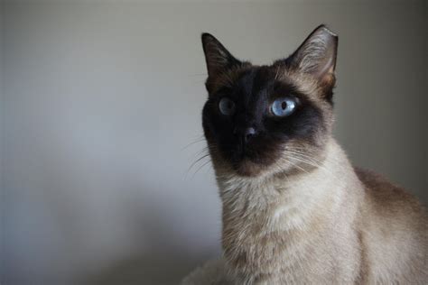 Fun Facts About Siamese Cats 30th Street Animal Hospital