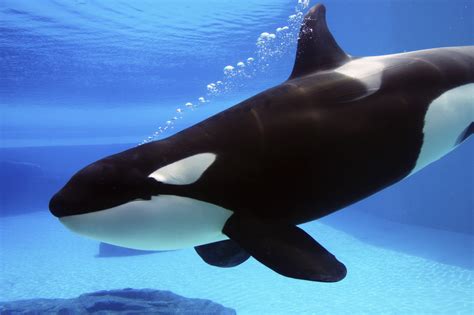 Orcas, or killer whales, are the largest of the dolphins and one of the world's most powerful predators. Captive killer whales share personality traits with humans ...