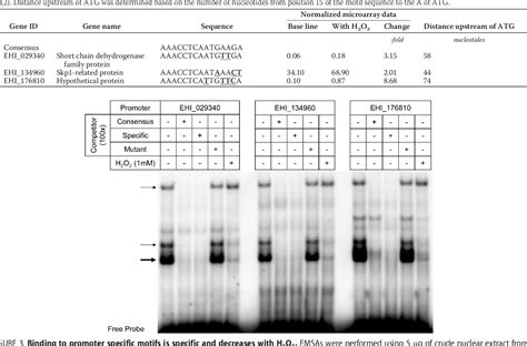 Table From Regulation Of H O Stress Responsive Genes Through A Novel