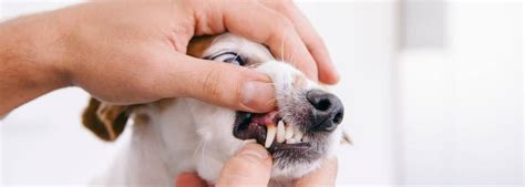 Dog Dental Animal Tracks Veterinary Clinic