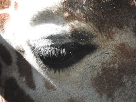 Reticulated Giraffe Eye Zoochat