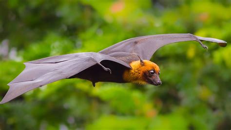 Fox With Wings Indian Flying Fox