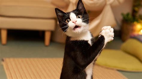 Black White Funny Cat Expression Kitten Tuxedo Cat Standing Funny Cat