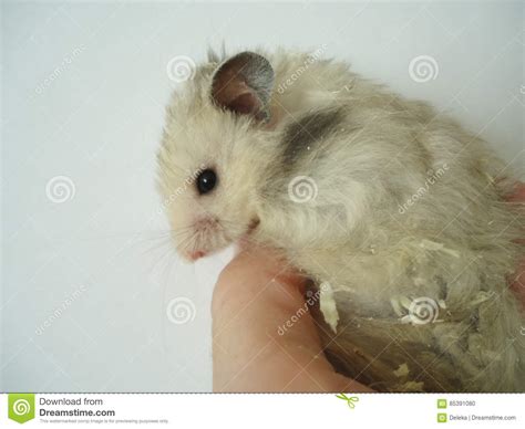 Syrian Hamster Stock Photo Image Of Muroidea Snout 85391080