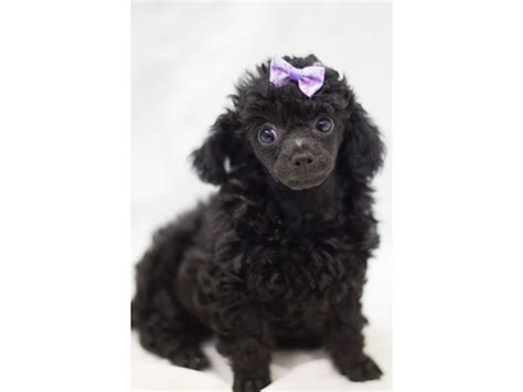 Toy Poodle Dog Female Black 1854766 Petland Wichita Ks