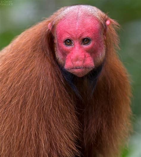 Bald Uakari Monkey Pitheciidae Cacajao Calvus Padrecocha Flickr