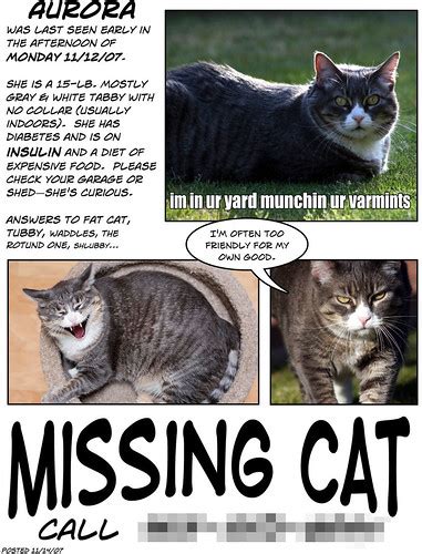 No nsfw content and no animal. Missing Cat | Here's the poster I made for our missing cat ...