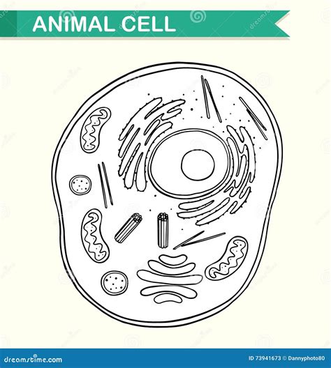 Diagrama Que Muestra La Célula Animal Ilustración Del Vector