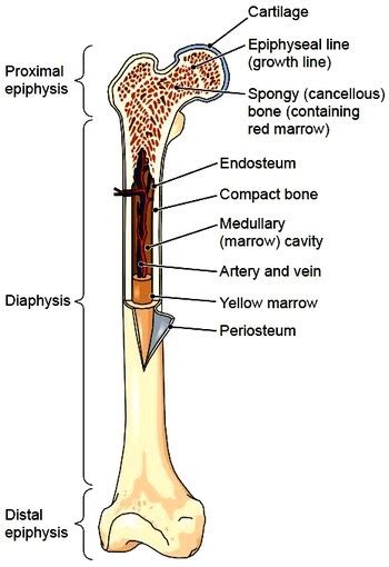 The epiphysis of a long bone should not be confused with the during this time, the cartilage of the epiphyseal plate is replaced with bone and the resulting line is called an. Long Bone Labeled Epiphysis - Epiphysis - Definition ...