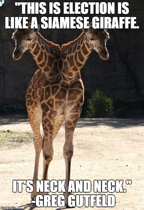 Siamese Giraffe Imgflip