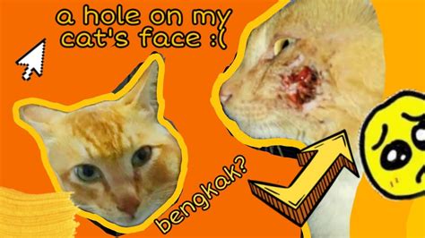 Tahap 1 merujuk kepada kecederaan yang paling kecil. Cara merawat luka/bisul pada kucing ABSES | Pipi kucing ...