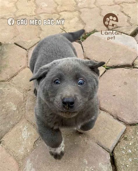 People Just Cant Handle This Adorable Cat Dog Hybrid Lookalike Puppy