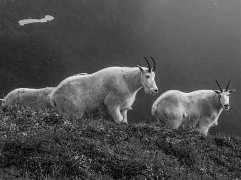 Mountain Goats Introduced In 1952 53 Mountain Goats Now R Flickr