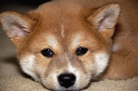 Shiba Inu Puppy Face Close Up Hi Res 720p Hd