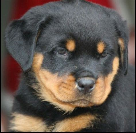 A rottweiler owner should be responsible and committed to the dog's care, training, and exercise. Rottweiler Puppies For Sale | Virginia Beach, VA #272775