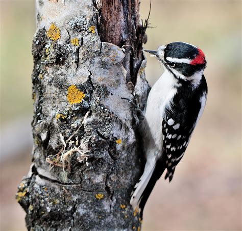 Woodpecker - Birds and Blooms