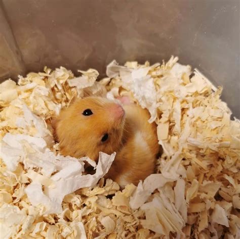 Do Hamsters Hibernate Heres What Science Says Learn About Nature