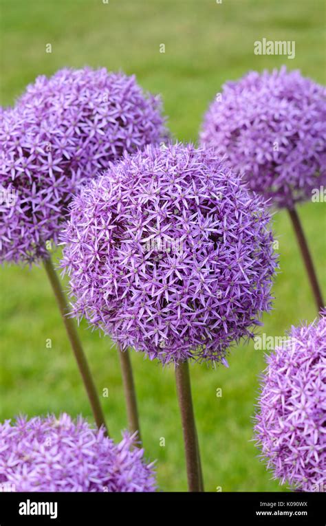 Giant Allium Allium Round And Purple Stock Photo Alamy