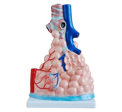 Pulmonary Alveoli Model Magnified Pulmonary Alveoli Model Lung
