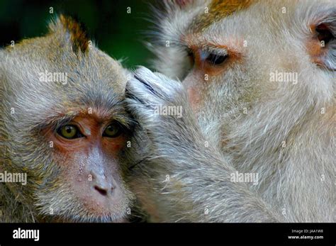 Animals Mammals Thailand Apes Familiarity Primates Whisper