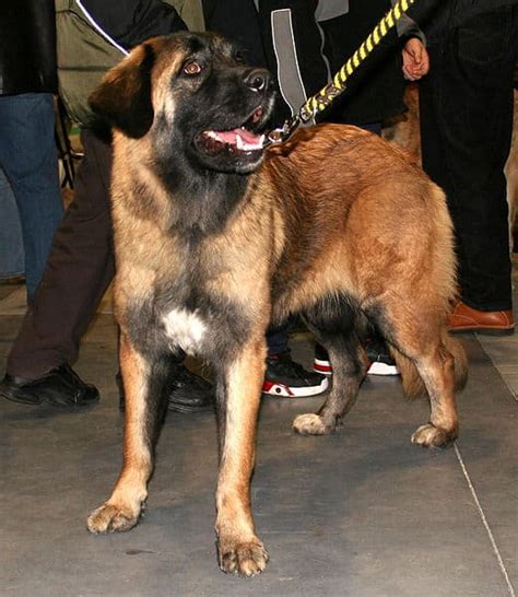 Estrela Mountain Dog Dog Breed Complete Guide Wiki Point