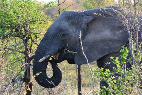 Chilli Gun Keeps Elephants Out Of Busy Zim Town Africa Geographic
