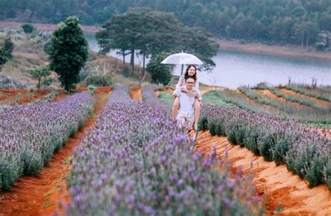 Top 4 Vườn Hoa Lavender đẹp Nhất Tại Đà Lạt Toplistvn