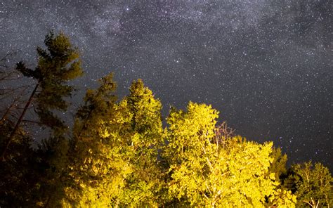 Download Wallpaper 1680x1050 Trees Starry Sky Night Stars Widescreen