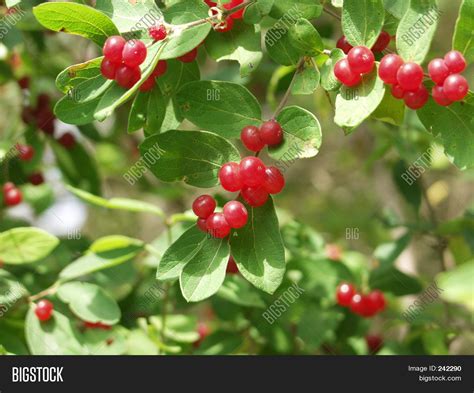 Wild Red Berries Image And Photo Free Trial Bigstock