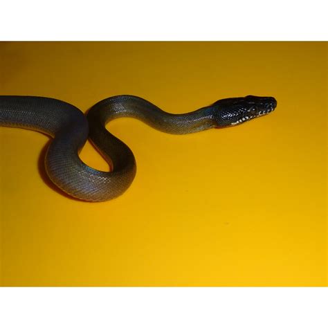 White Lip Python Adult Strictly Reptiles Inc