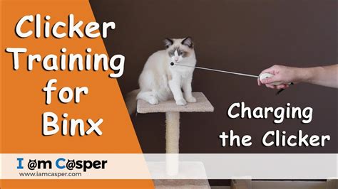 Charging The Clicker For Kitten Binx Clicker Training For Cats Youtube