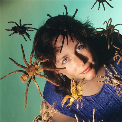 Exhibit Background Arachnophilia Online Exhibitions Across Cornell