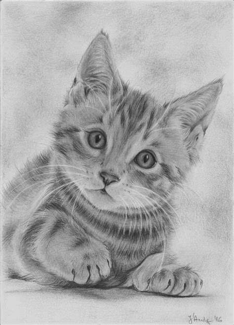 Cute Cat Drawing By Jandy Fine Art America