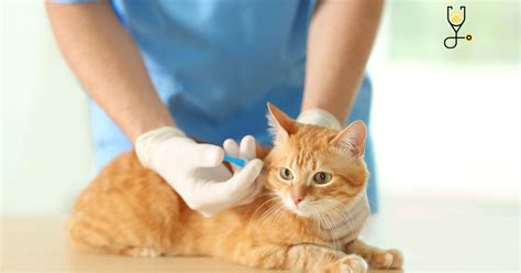 Rodent Ulcers In Kittens Causes Treatment And Preventions Go Kitties
