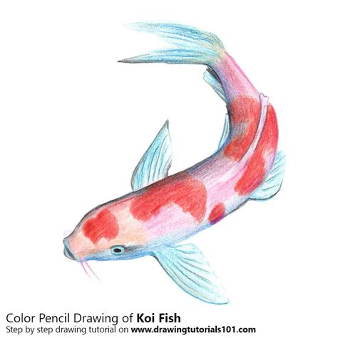 Koi Fish Pencil Drawing Bestpencildrawing