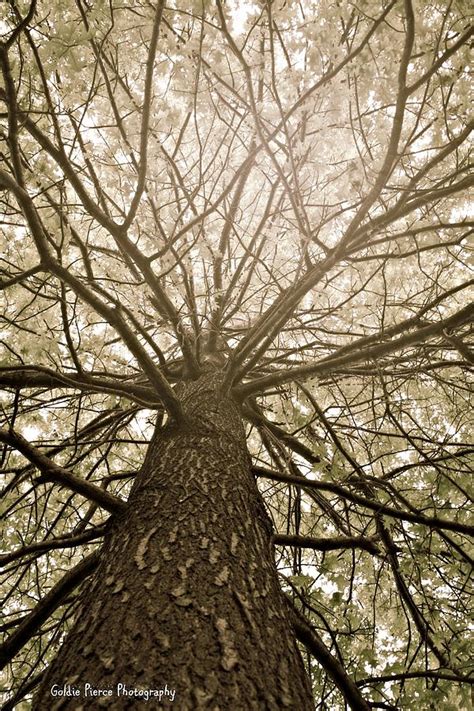 Inspiring Tree Photograph By Goldie Pierce