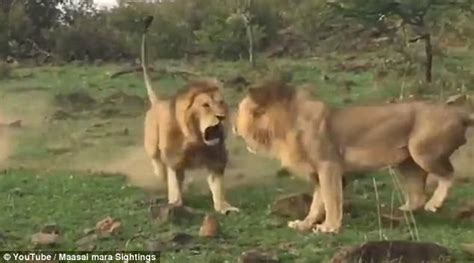 Lion Wakes To Mate But Has To Fight Rival In Kenya Daily Mail Online
