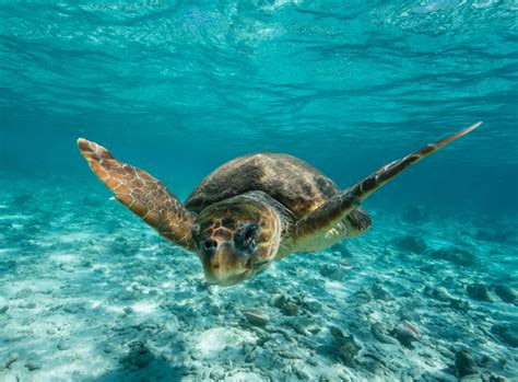 Loggerhead Turtles May Benefit From A Warming Climate But Not For Long