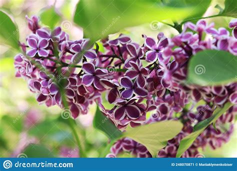 A Close Photo Of Vibrant Purplish Red Flowers With A White Edge Stock