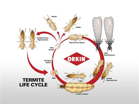 Termite Life Cycle Diagram Termites Info